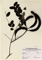 藏品(海紅豆(孔雀豆))的圖片